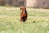 SETTER IRLANDAIS 286
